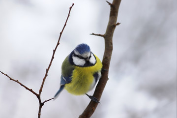 Little blue tit  on a branch in the background of snow ..