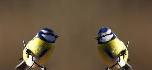 Little blue tits on the fence face to face, on a blurry brown background