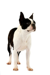 BOSTON TERRIER