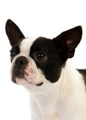 BOSTON TERRIER