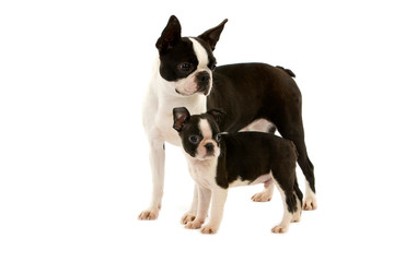 BOSTON TERRIER