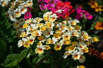 In many colors Nemesia, Sansatia blooms. This flower was named after Nemesis, the Greek goddess of retribution