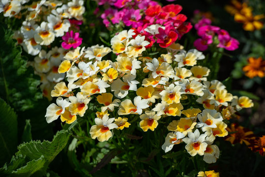 In Many Colors Nemesia, Sansatia Blooms. This Flower Was Named After Nemesis, The Greek Goddess Of Retribution