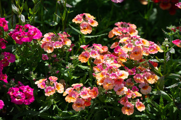In many colors Nemesia, Sansatia blooms. This flower was named after Nemesis, the Greek goddess of retribution