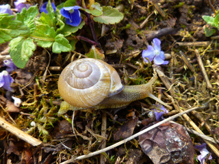 Large white mollusk snail with light brown striped shell, crawling on moss. Helix pomatia, Burgundy snail, Roman snail, edible snail, escargot. Snail gliding on the wet grass texture.