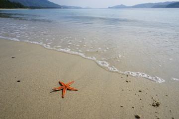 ヒトデと砂浜