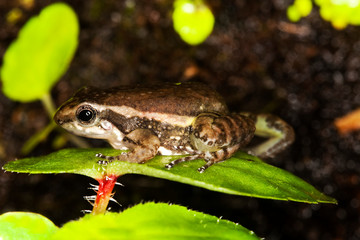 GRENOUILLE colostethus infraguttatus