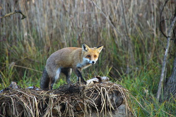 Fototapeta premium Fox in Hungarian forest.