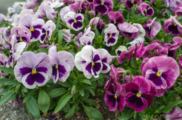 Pansies