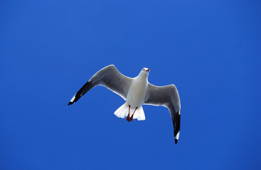 GOELAND AUSTRAL larus pacificus