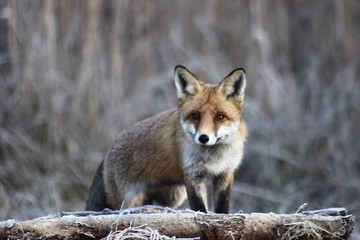 Fox in Hungarian forest.