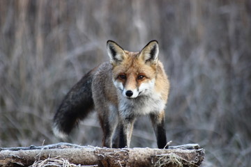 Fox in Hungarian forest.