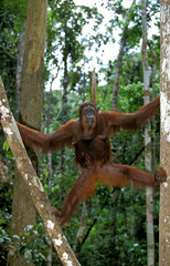 ORANG OUTAN pongo pygmaeus