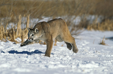 PUMA puma concolor