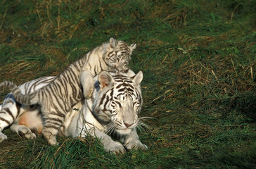 Fototapeta na wymiar TIGRE BLANC panthera tigris