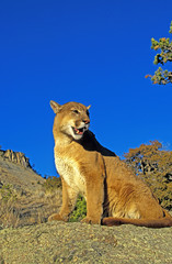 PUMA puma concolor