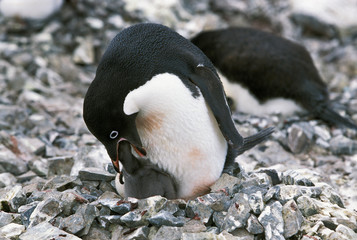 Fototapeta premium MANCHOT ADELIE pygoscelis adeliae