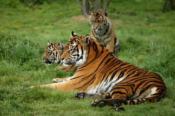 Naklejka premium TIGRE DE SUMATRA panthera tigris sumatrae