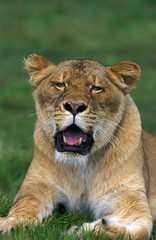 Plakat LION D'AFRIQUE panthera leo