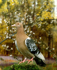 ALOUETTE DE NUREMBERG