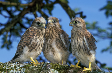 FAUCON CRECERELLE falco tinnunculus