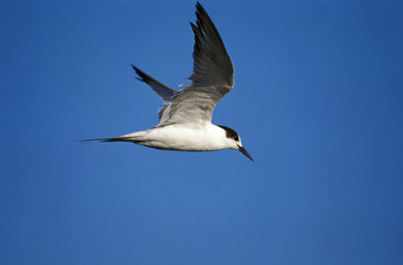 STERNE PIERREGARIN sterna hirundo