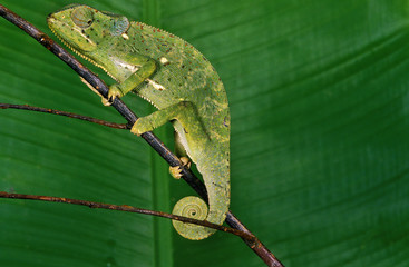 CAMELEON A CAPE chamaeleo dilepis