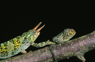 CAMELEON DE JACKSON chamaeleo jacksoni