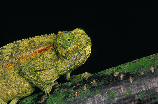 CAMELEON D'ELLIOT chamaeleo ellioti