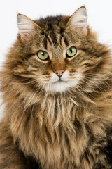 CHAT ANGORA