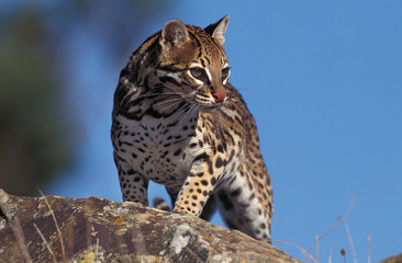 Naklejka na ściany i meble OCELOT leopardus pardalis