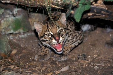 Fototapeta premium OCELOT leopardus pardalis