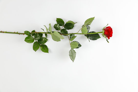 Roses of free space for your decoration and Valentin day. 