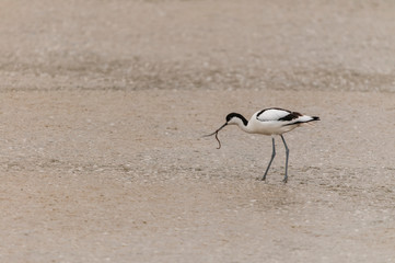 Avocette élégante (Recurvirostra avosetta - Pied Avocet)