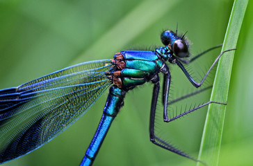detail special macro of a male banded dragonfly