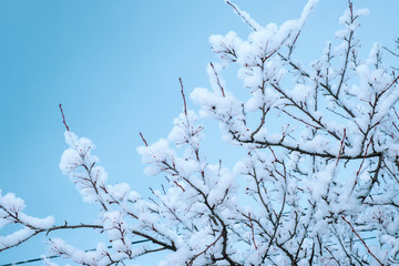 winter landscape, snowy tree branches on a background of blue sky