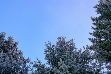 winter landscape, the tops of snowy Christmas trees with cones against a blue sky,copy space.