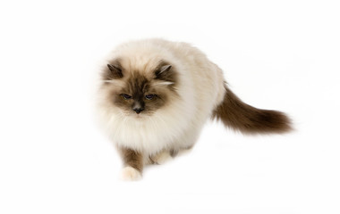 SACRE DE BIRMANIE BLEU