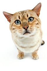 Obraz premium BENGAL SEAL MINK TABBY