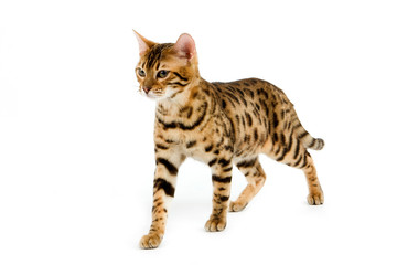 BENGAL BROWN SPOTTED TABBY