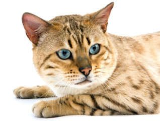 BENGAL SEAL MINK TABBY
