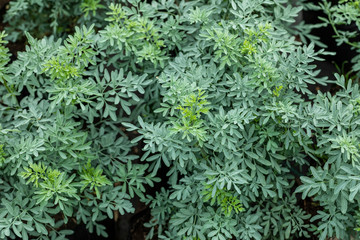 Greenhouse full of green plants.