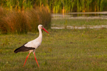 Cigogne blanche