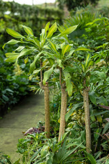 Obraz premium Greenhouse full of green plants.
