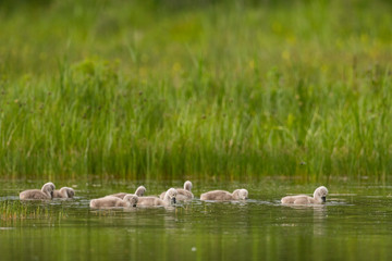 Parc de la Bouvaque à Abbeville
