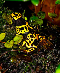 DENDROBATE JAUNE ET NOIR dendrobates leucomelas