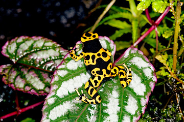 DENDROBATE JAUNE ET NOIR dendrobates leucomelas