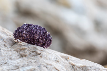 sea urchin on rock with sea background