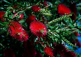 red flowers on a tree