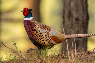 Faisan de Colchide (Phasianus colchicus - Common Pheasant)